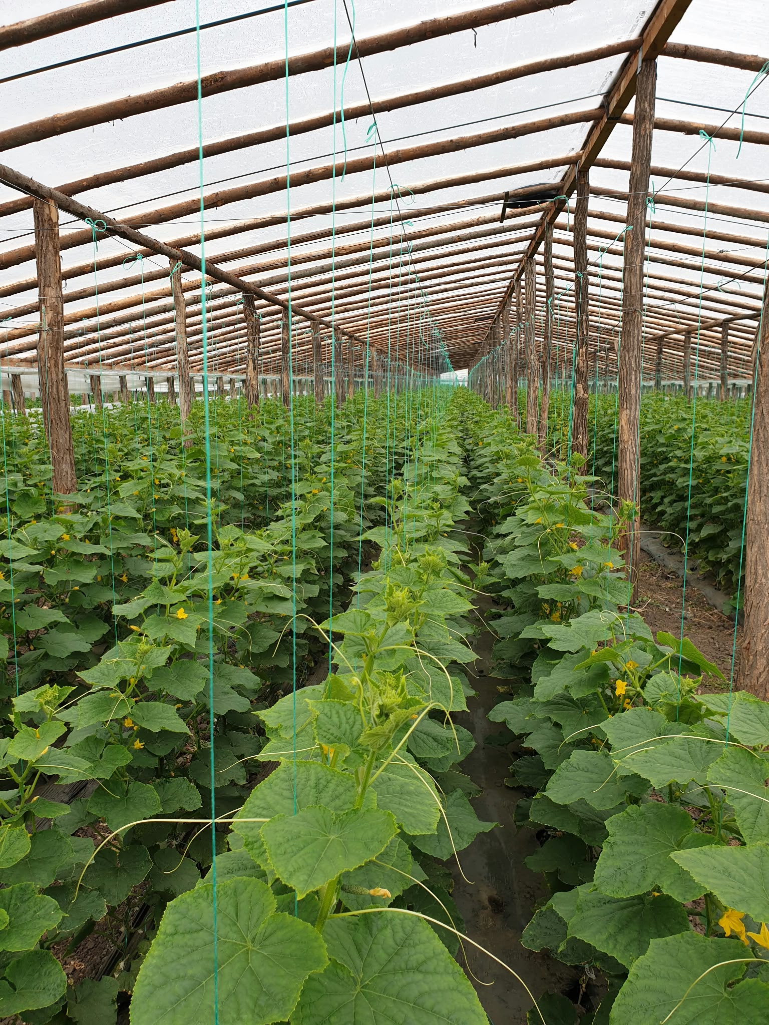 Rânduri de plante cultivate în solar