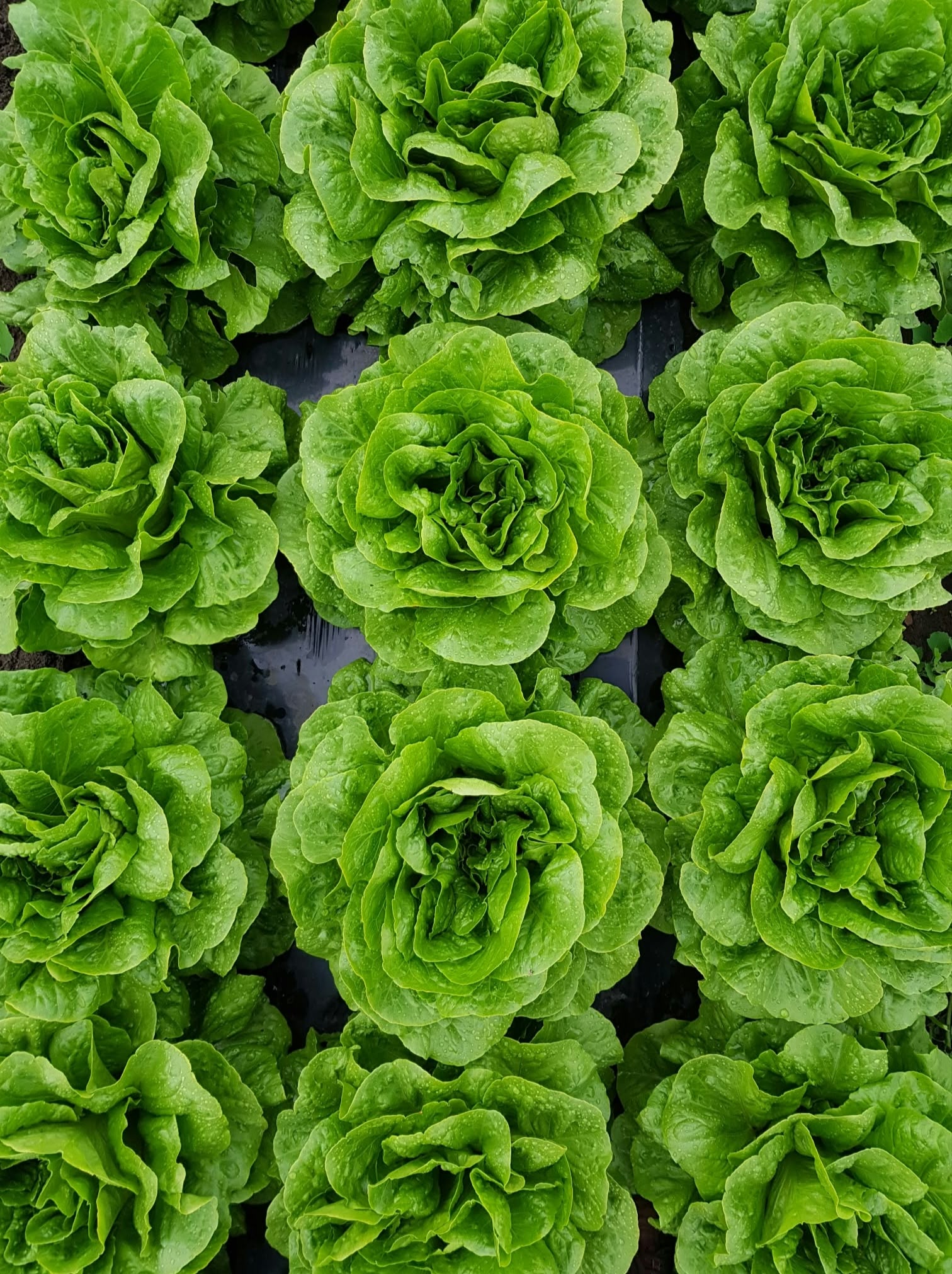 Salată verde proaspătă în cultură